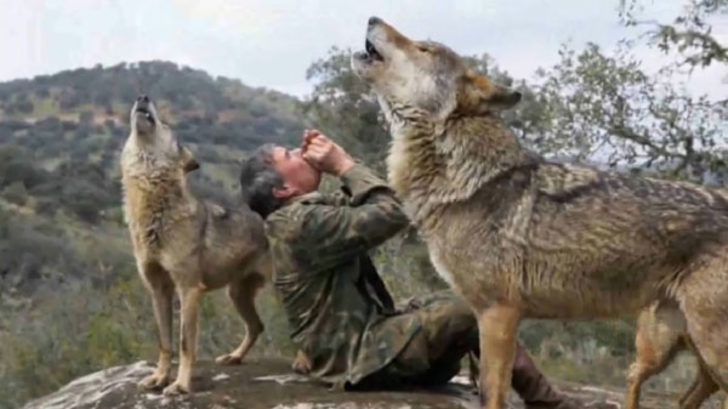 Emisoras Unidas - Hombre criado entre lobos quedó decepcionado de los  humanos