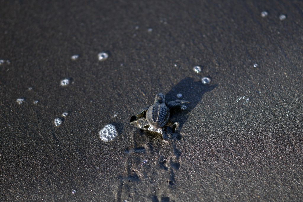 tortugas marinas en playa de Sipacate, Guatemala