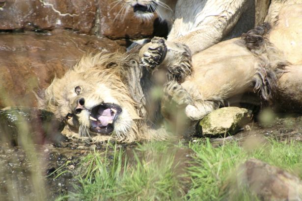 leon leonas ataque macho alfa 3