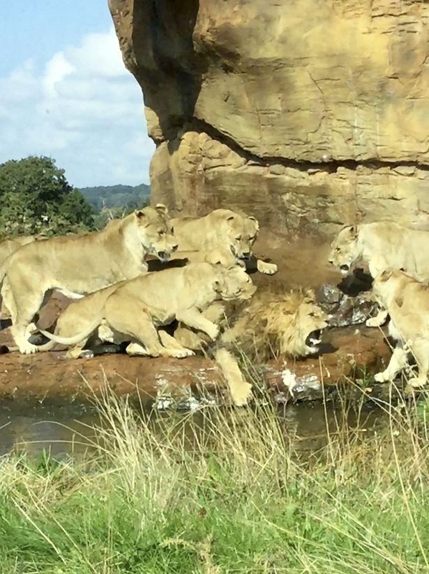 leon leonas ataque macho alfa 
