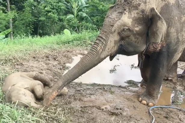elefante creyo que su bebé estaba muerto e hizo acción para despertarlo