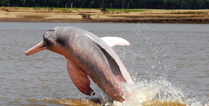 En Bolivia rescatarán a más de 10 delfines rosados