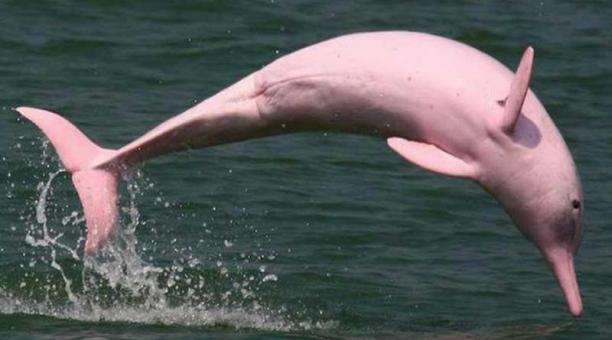 Recatarán a delfines rosados en Bolivia