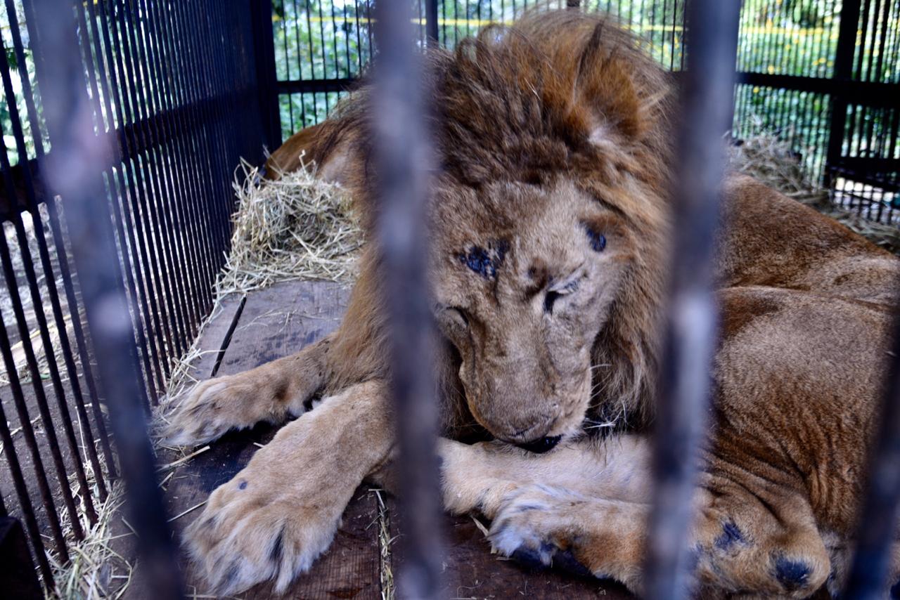 FOTOS: Trasladan a Sudáfrica a 17 felinos rescatados en circos