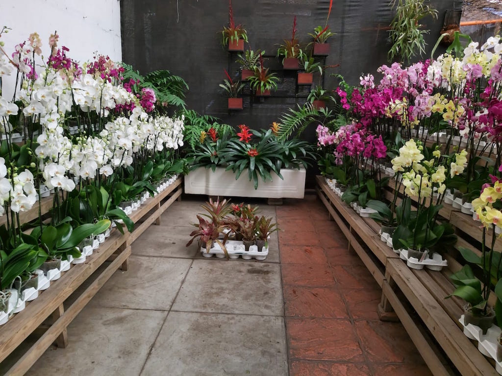 la Exposición Nacional de Orquídeas