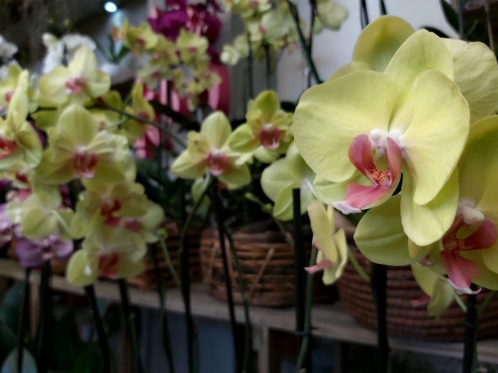 Exposición Nacional de Orquídeas