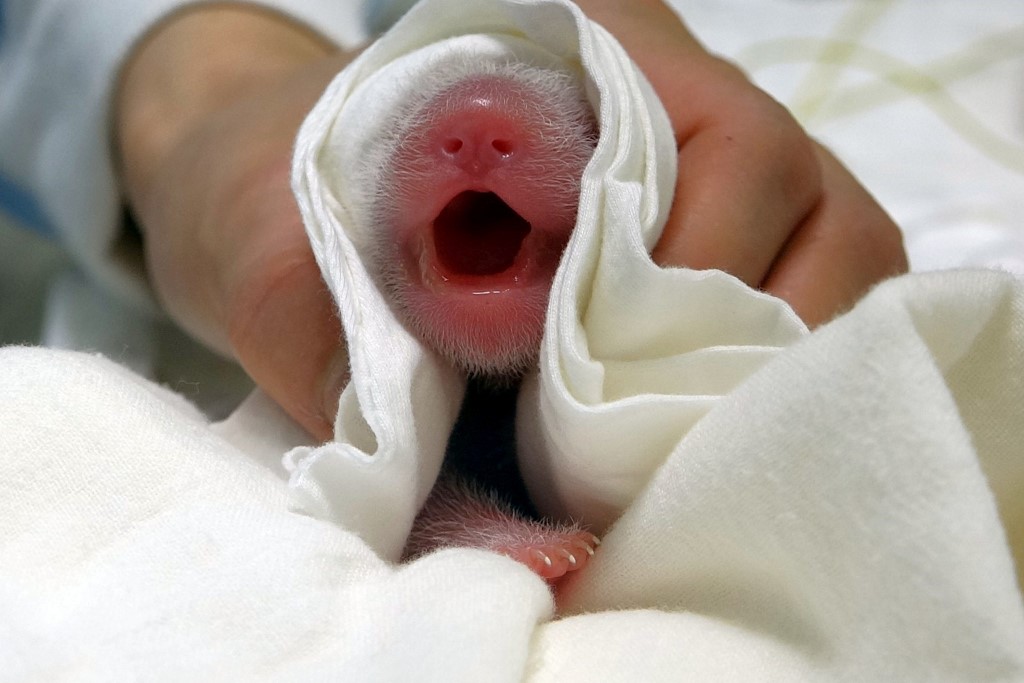 Bebé panda nacido en Taiwán