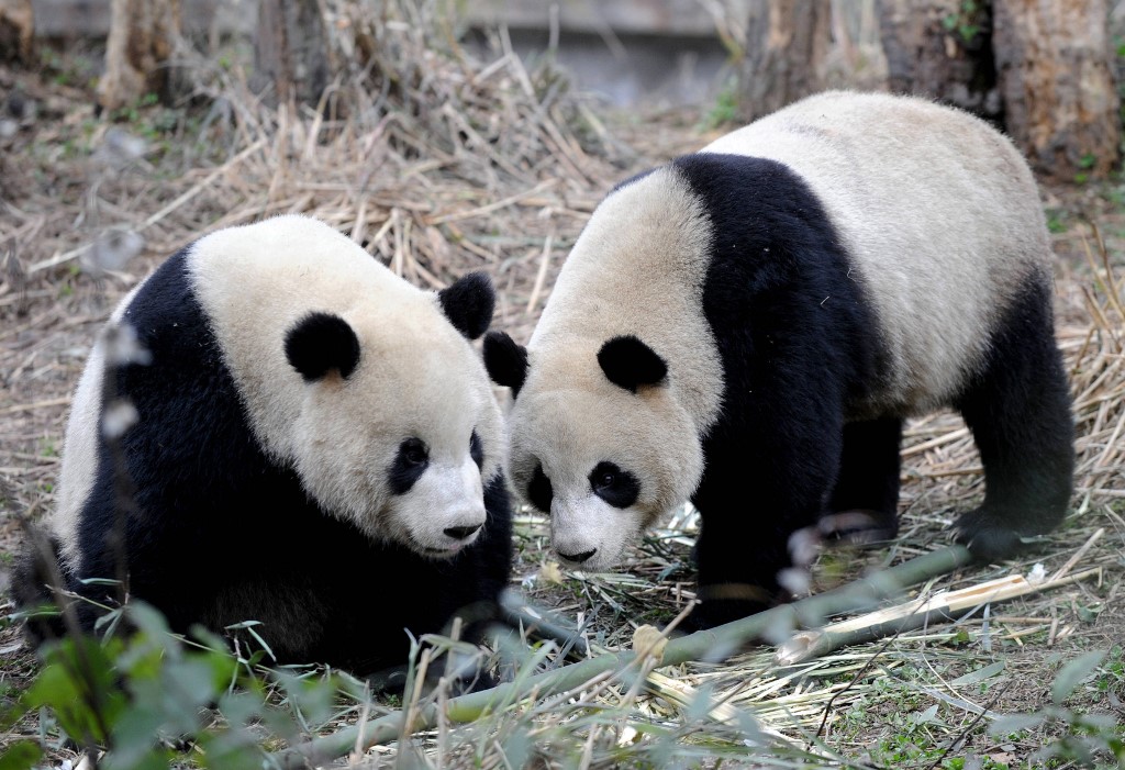 Pandas chinos llegados a Taiwán en 2008