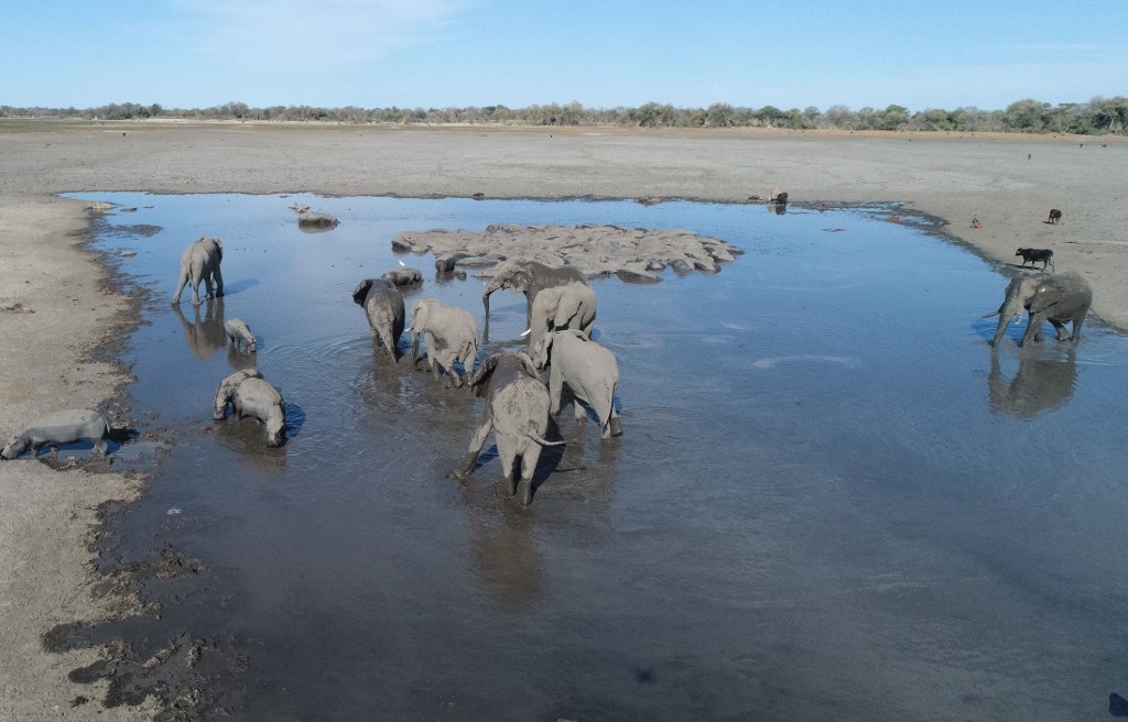 Elefantes en Botsuana