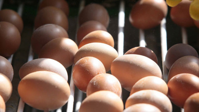 Escándalo de huevos contaminados deja pérdidas por 150 millones de euros solo en Holanda