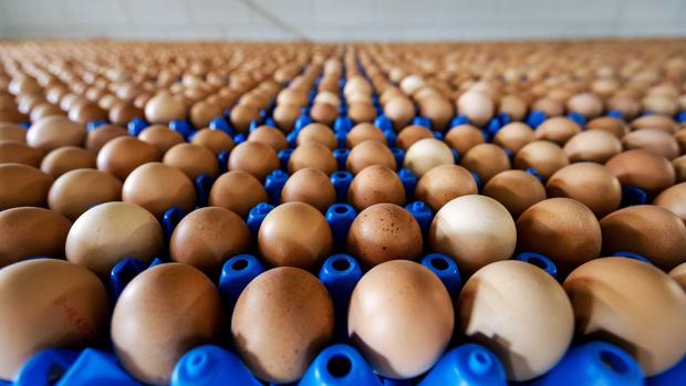 Los huevos contaminados causan preocupación pero no pánico entre los consumidores