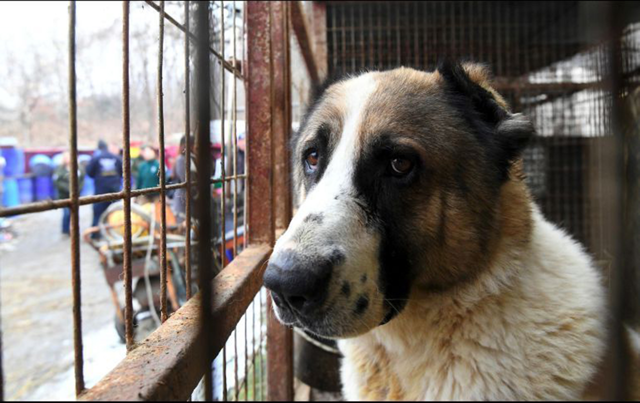 Productor de carne de perro en Corea del Sur, un trabajo mal visto