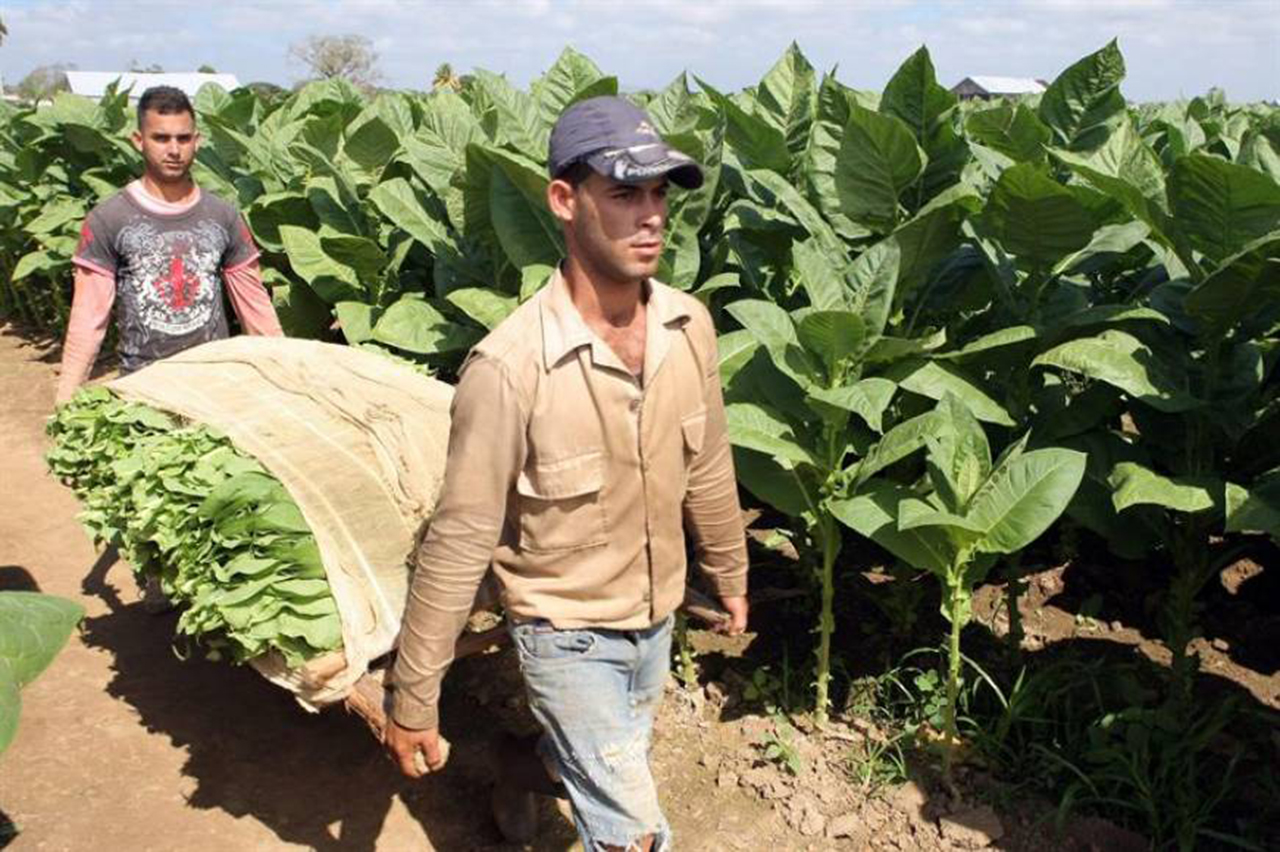 Emisoras Unidas - Cuba protege tabaco recolectado ante la proximidad de