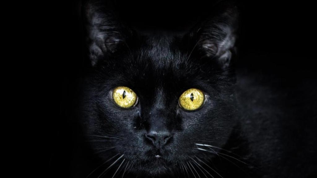 gatos negros realidad o mito Halloween ritos satánicos 31 de octubre