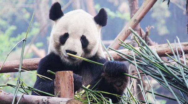 Los antiguos pandas gigantes no se alimentaban solo de bambú, según estudio
