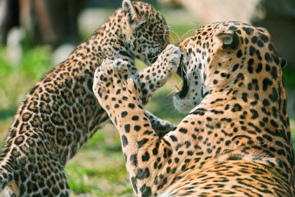 jaguar inseminación artificial Brasil