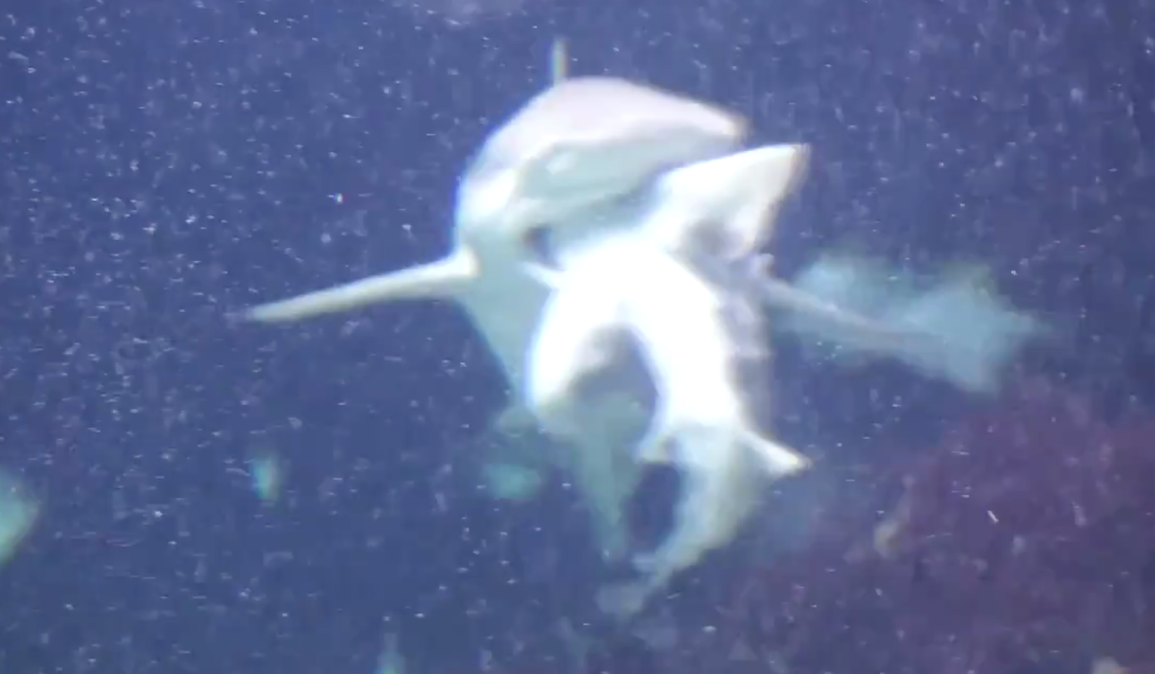 Tiburón se come a otro en un acuario, frente a varias personas