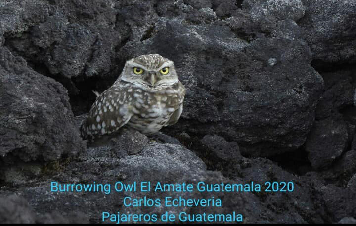 Biólogos guatemaltecos encuentran especie de búho vista hace 100 años por última vez