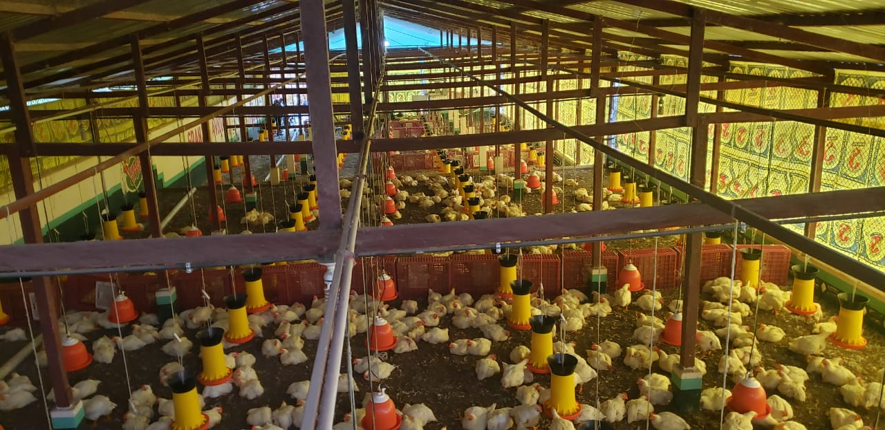 MP allana granja clandestina de pollos de contrabando en Coatepeque
