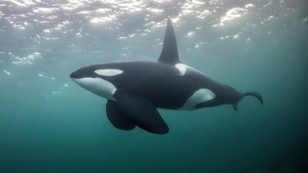 Guatemalteco capta avistamiento de orcas en Las Lisas, Santa Rosa y