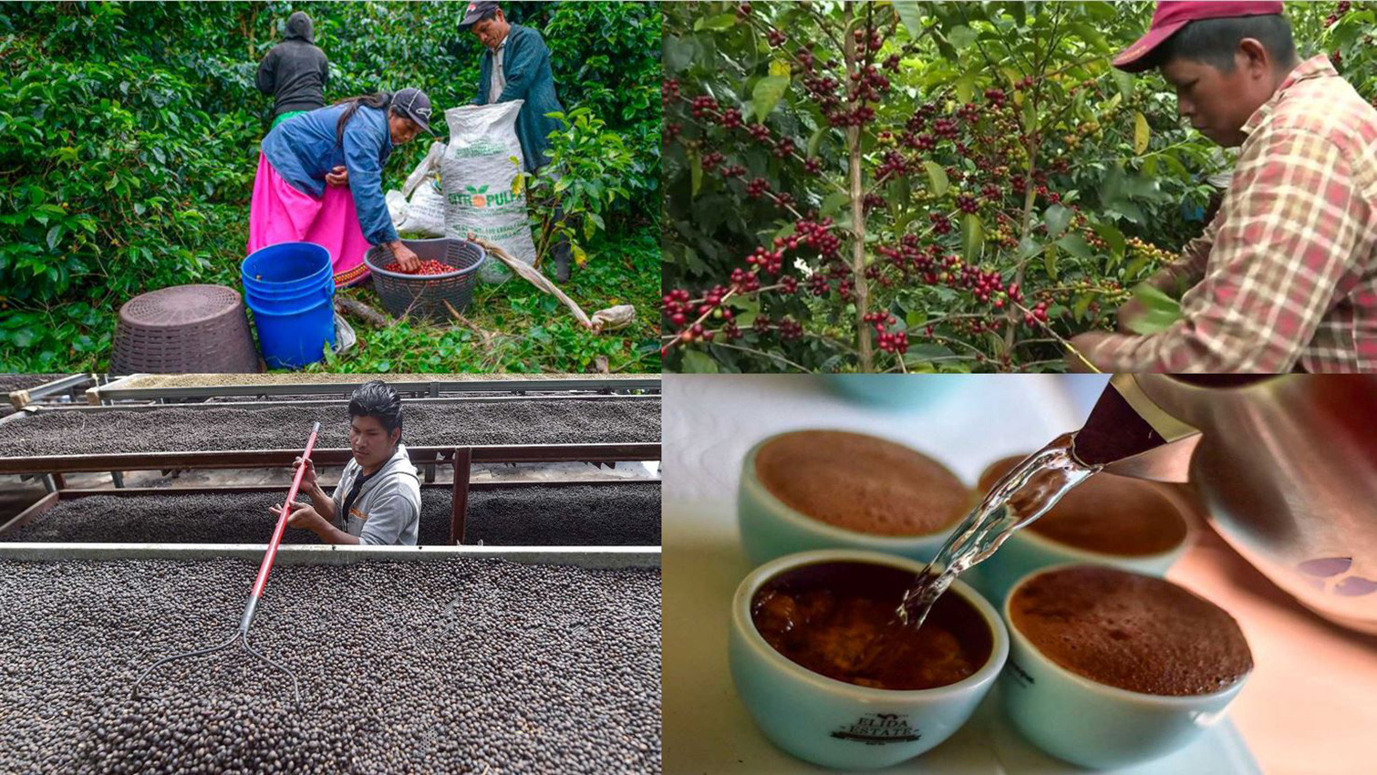 Cómo es y dónde se cosecha el café más caro del mundo