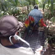 Conap libera a 26 guacamayas en la Reserva de la Biosfera Maya