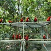 Conap libera a 26 guacamayas en la Reserva de la Biosfera Maya