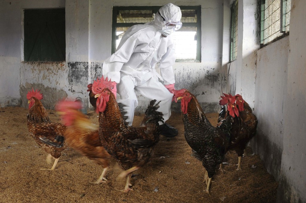 Gripe aviar en la India